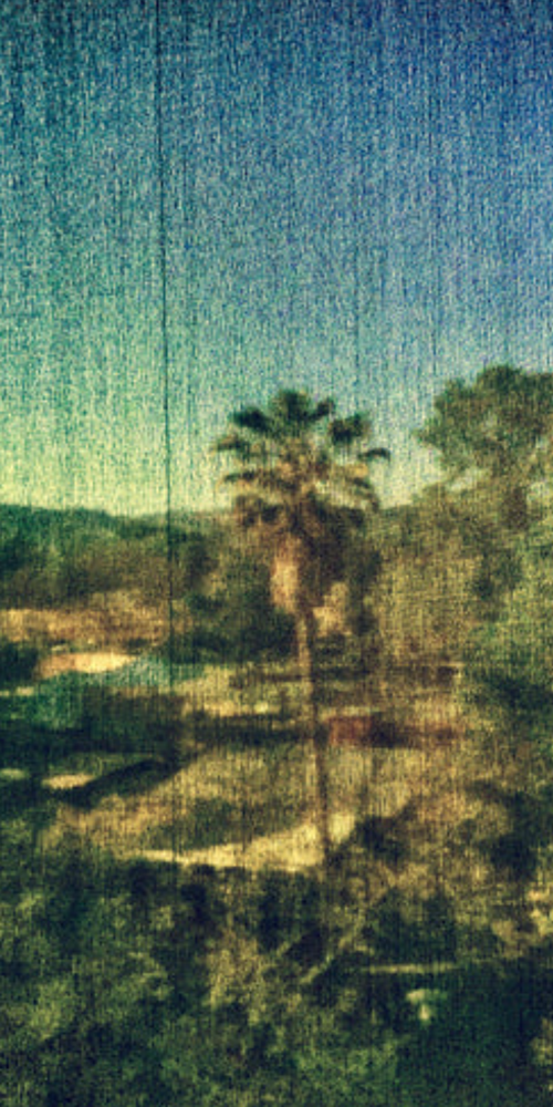 Spring Palm