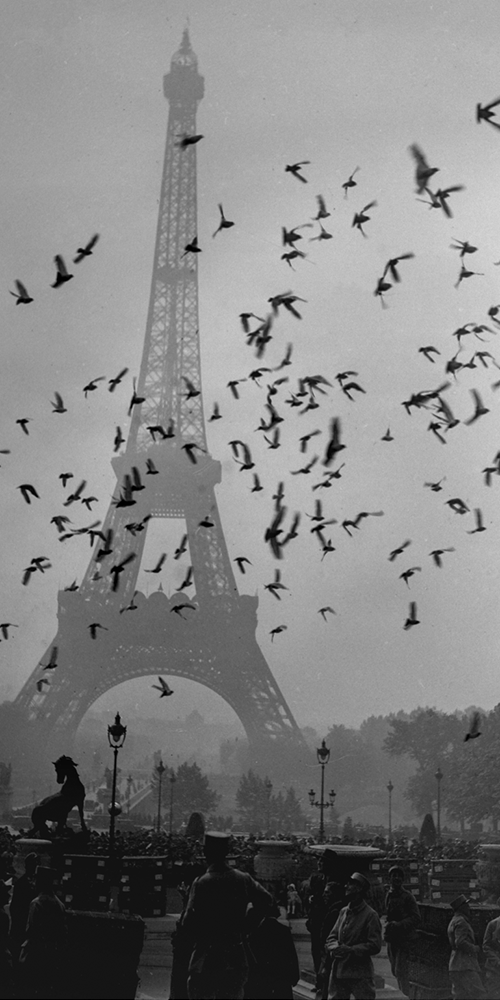 Taking Flight