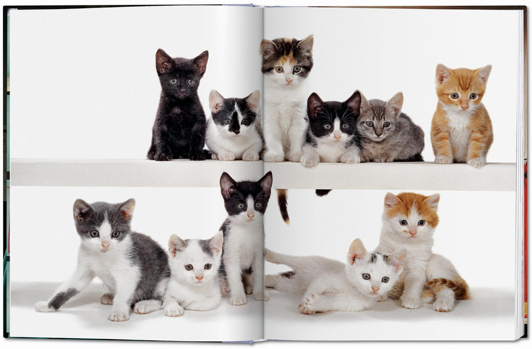 Walter Chandoha. Cats. Photographs 1942–2018