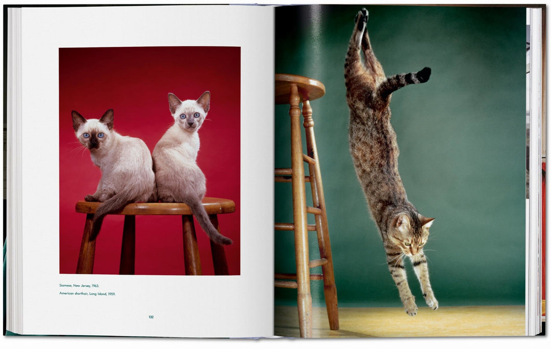 Walter Chandoha. Cats. Photographs 1942–2018