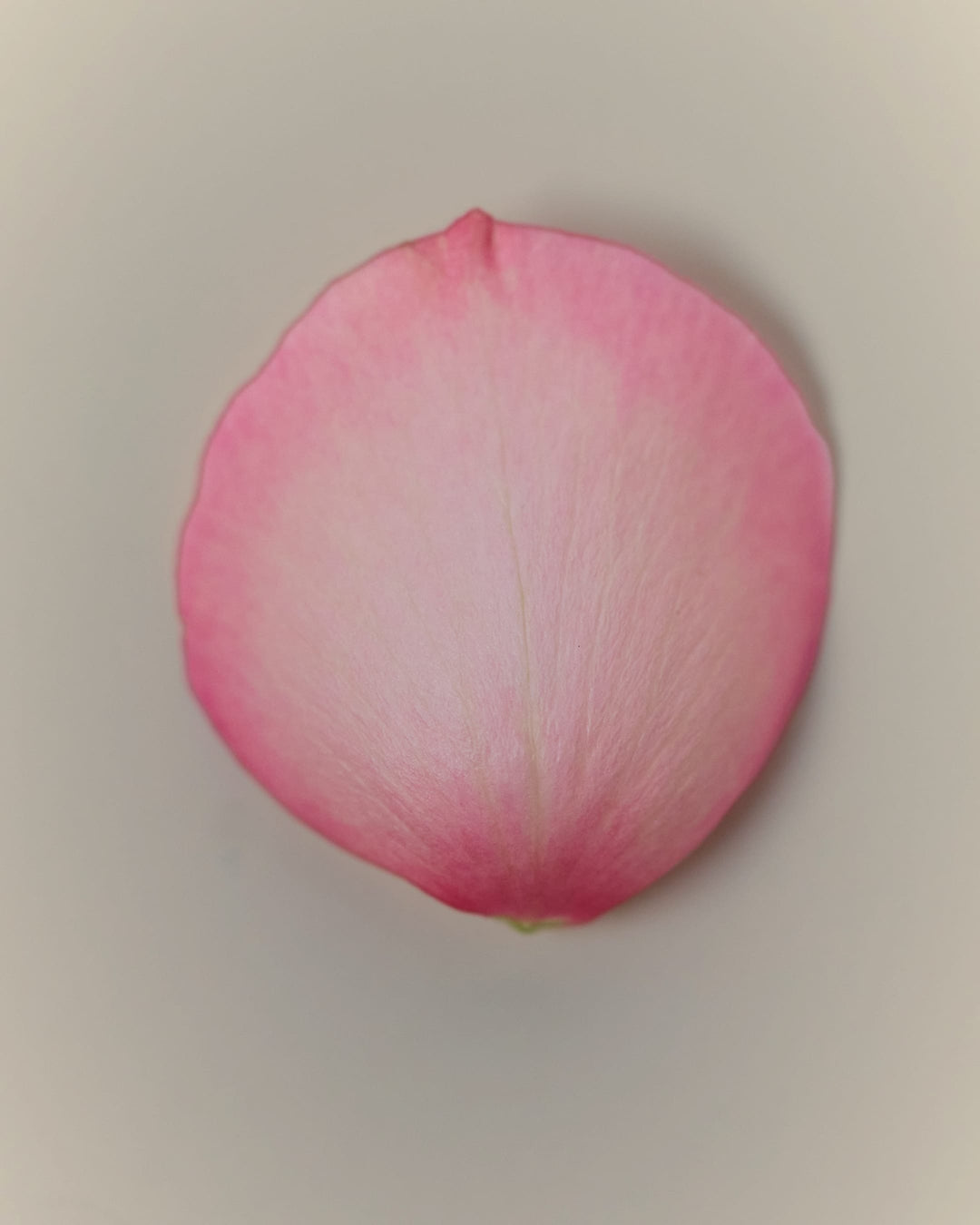 Velvet Petal Incense Sticks