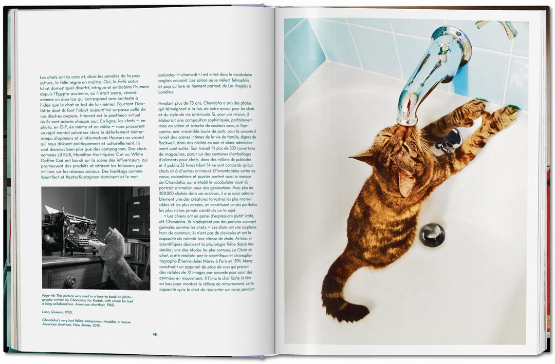 Walter Chandoha. Cats. Photographs 1942–2018