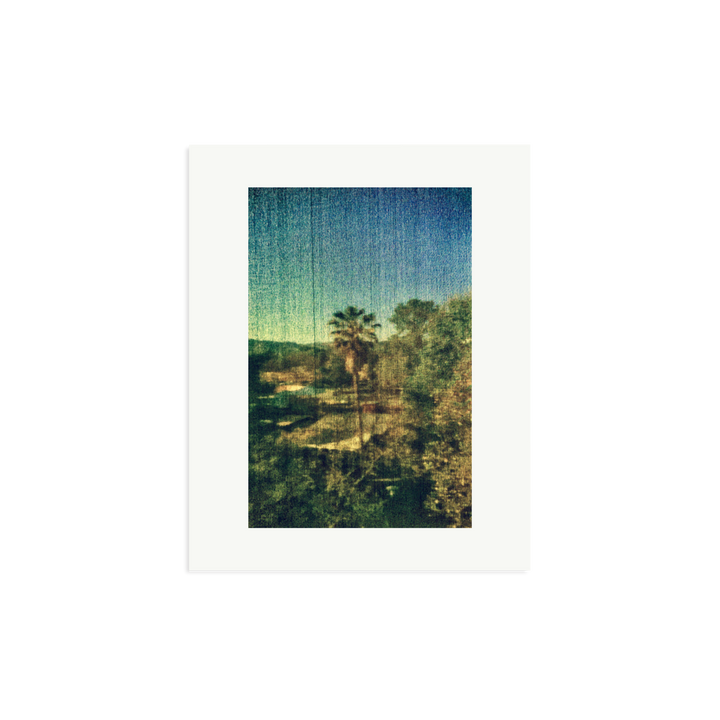 Spring Palm