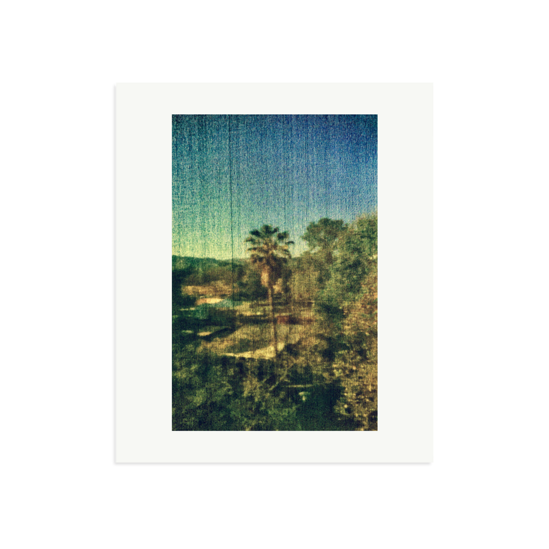 Spring Palm