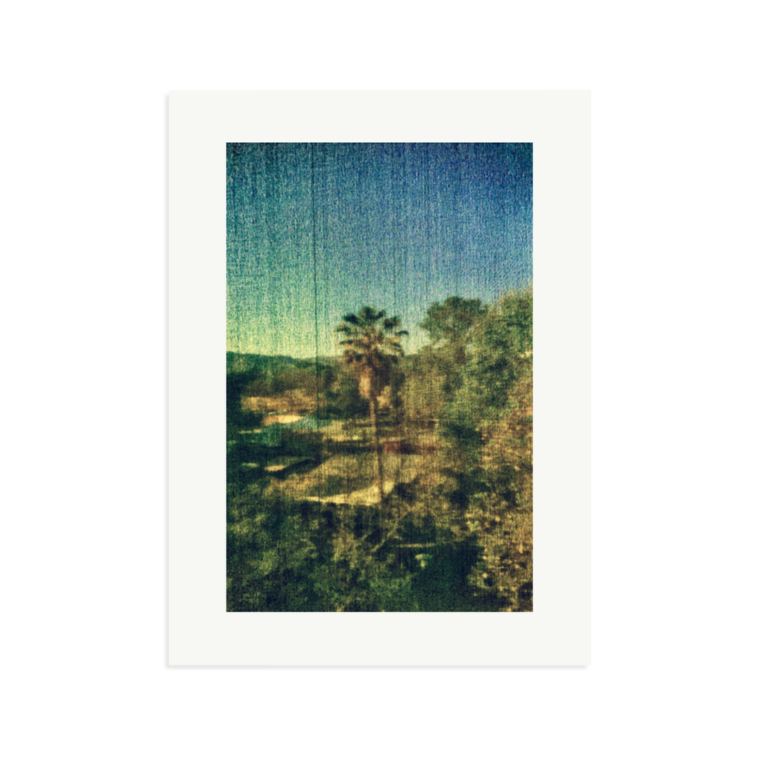 Spring Palm