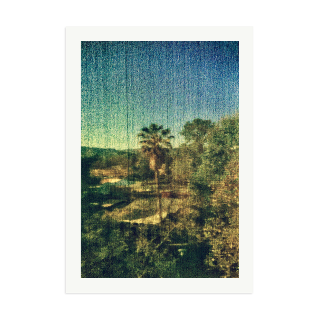 Spring Palm